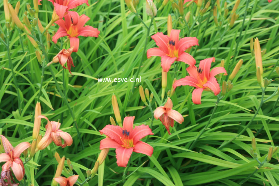 Hemerocallis 'Pink Damask'