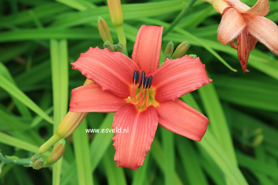 Hemerocallis 'Pink Damask'