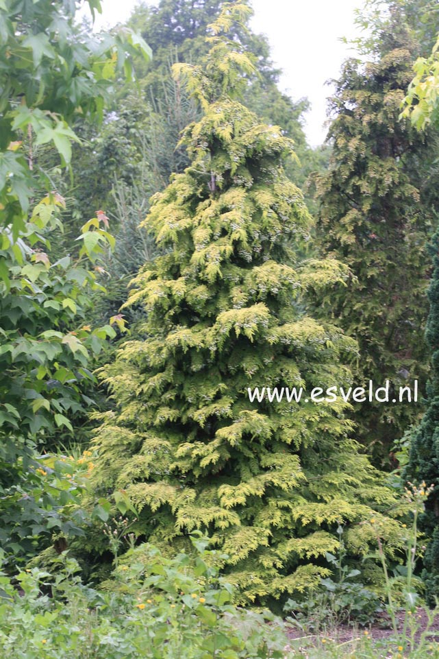 Chamaecyparis lawsoniana 'Lane'