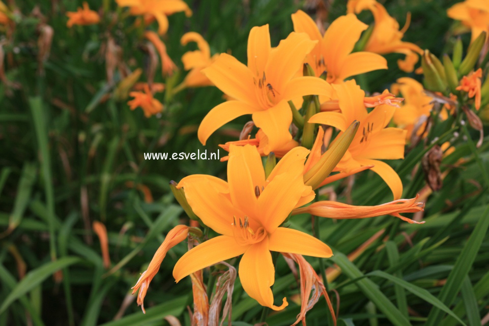 Hemerocallis lilioasphodelus