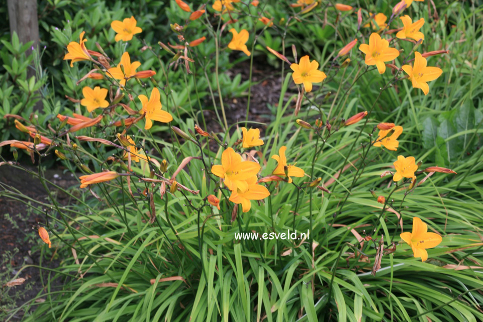 Hemerocallis 'Corky'