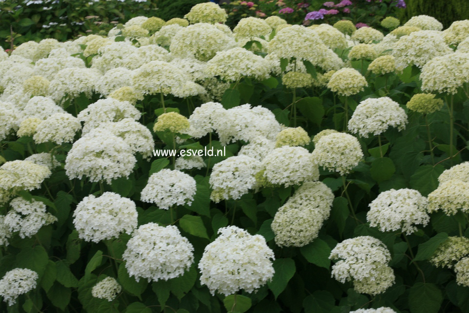 Hydrangea arborescens 'Annabelle'