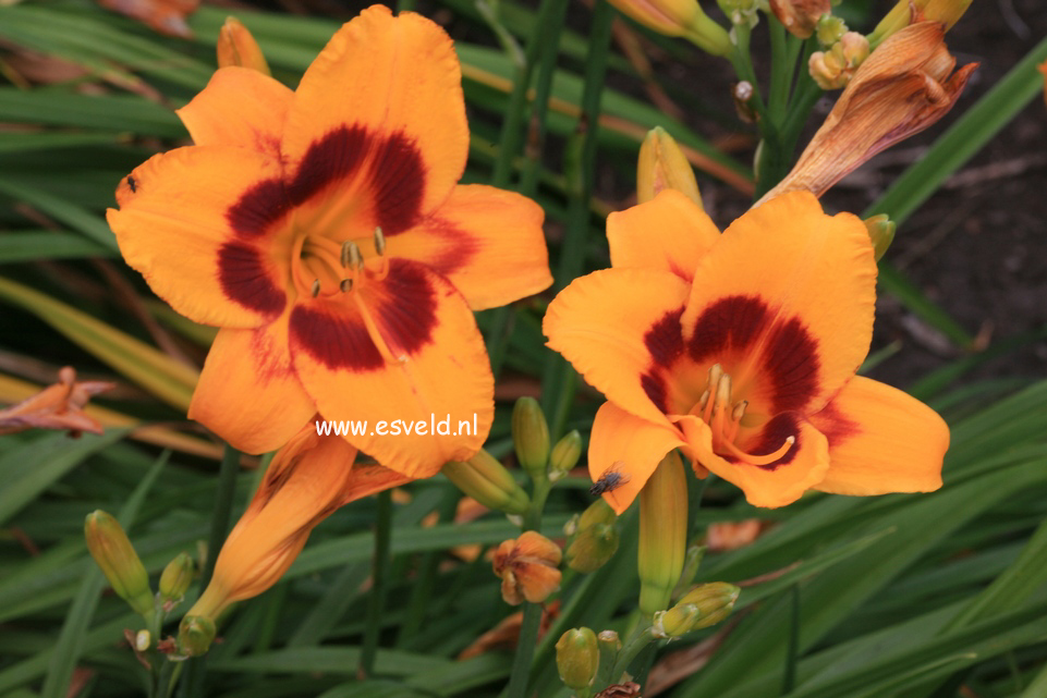 Hemerocallis 'Black Eyed Susan'