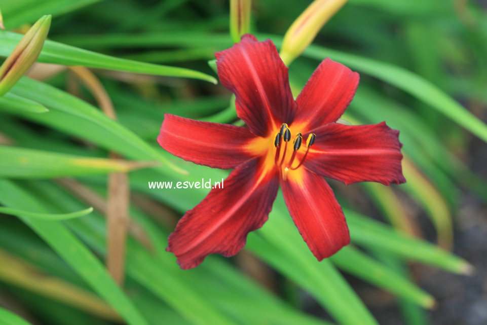 Hemerocallis 'Crimson Pirate'