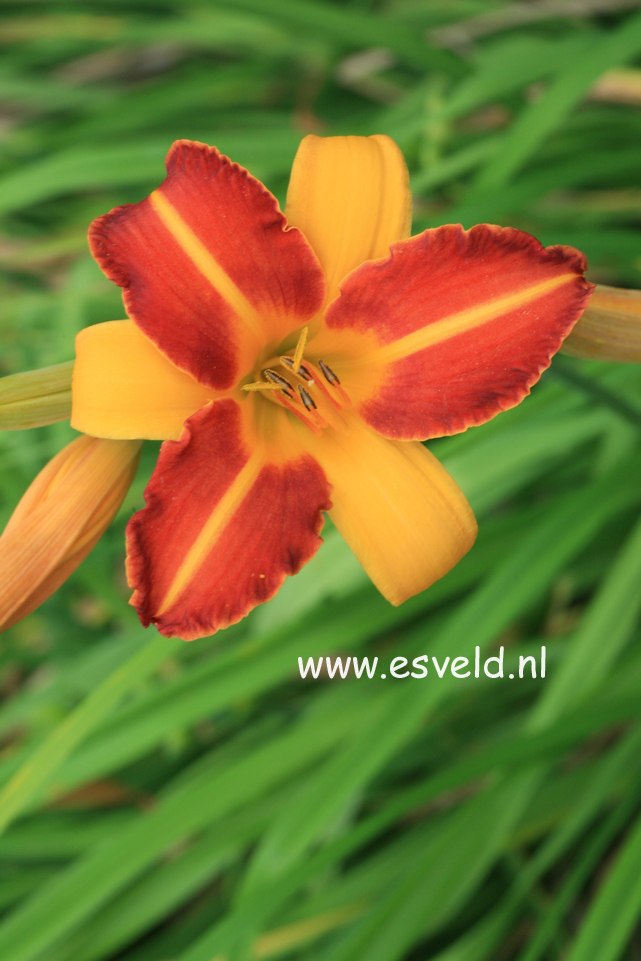 Hemerocallis 'Frans Hals'