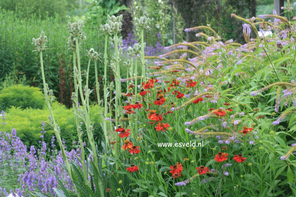 Helenium 'Moerheim Beauty'