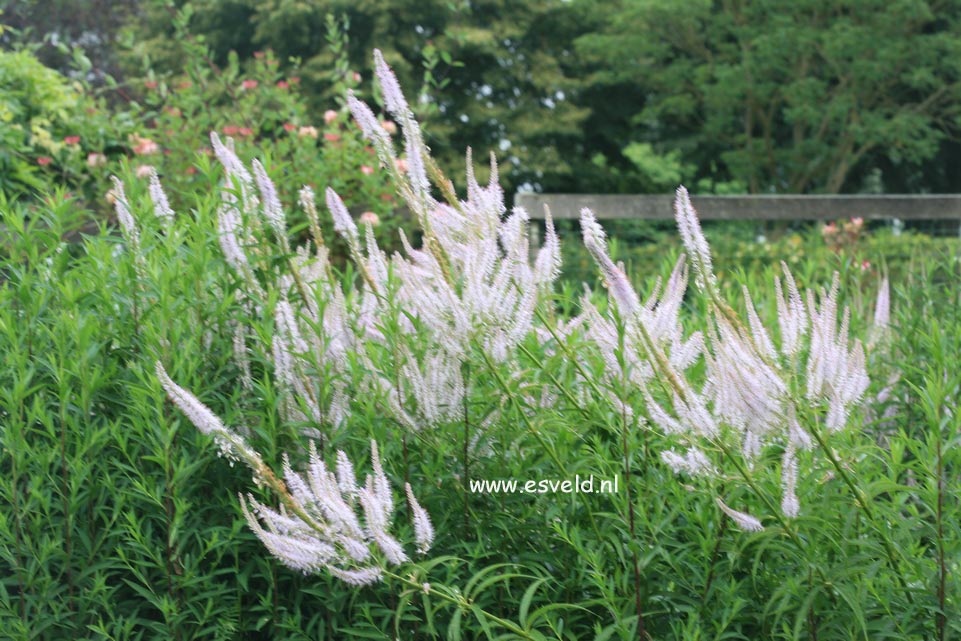 Veronicastrum virginicum 'Lavendelturm'