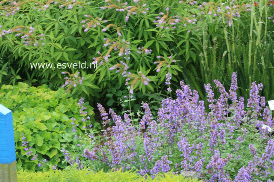 Nepeta racemosa 'Grog'