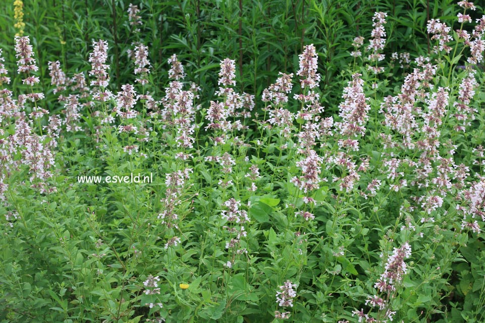 Nepeta grandiflora 'Dawn to Dusk'