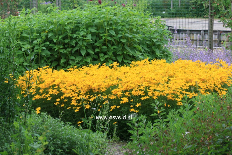 Coreopsis verticillata 'Grandiflora'