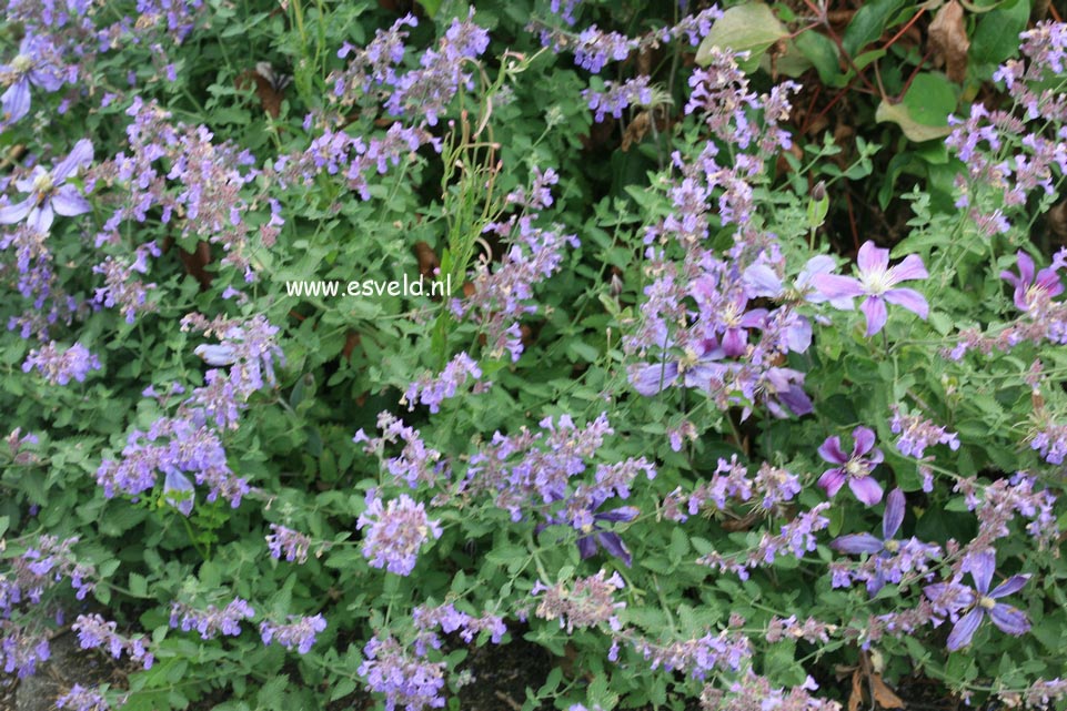 Nepeta faassenii 'Dropmore'