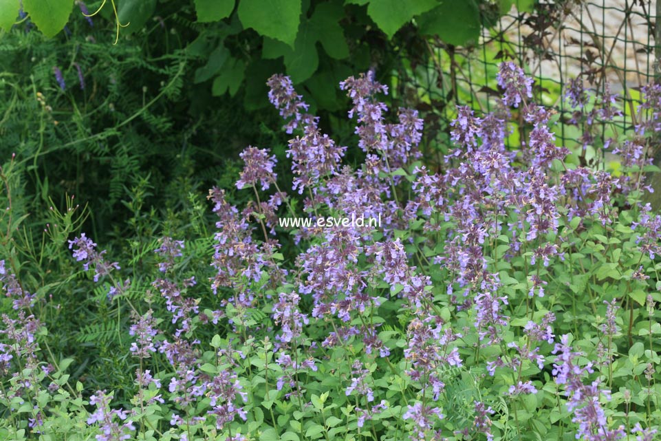 Nepeta grandiflora 'Wild Cat'