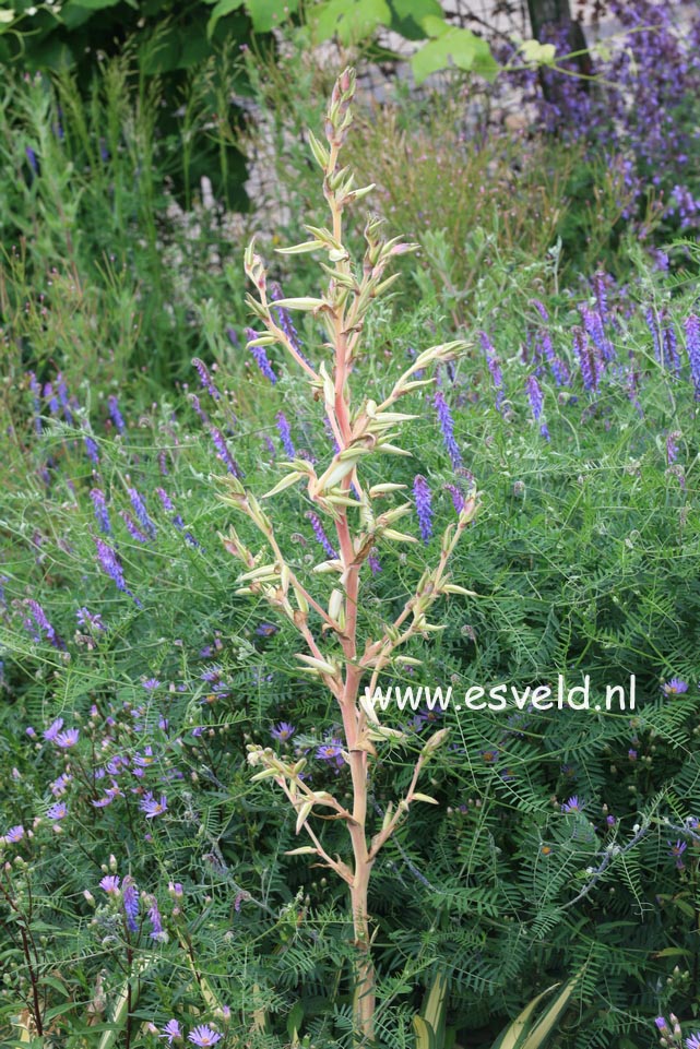 Yucca flaccida 'Golden Sword'