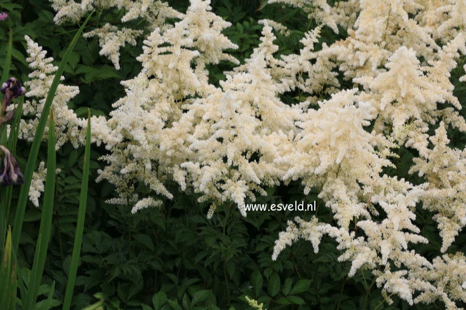 Astilbe 'Brautschleier'