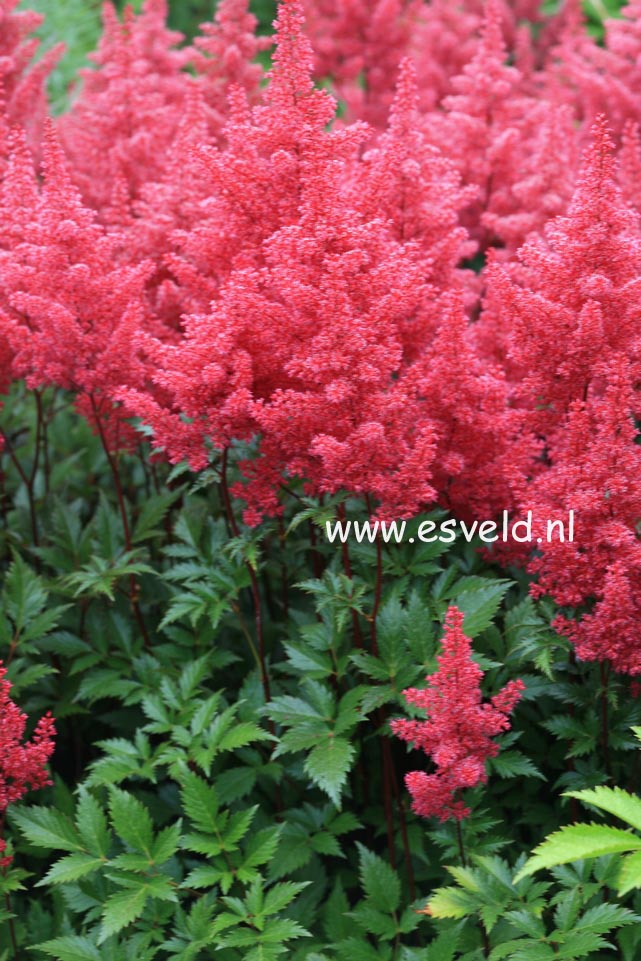 Astilbe 'Red Sentinel'