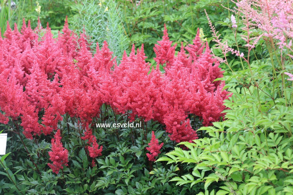 Astilbe 'Red Sentinel'