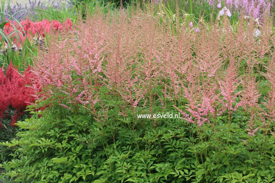 Astilbe 'Cattleya'