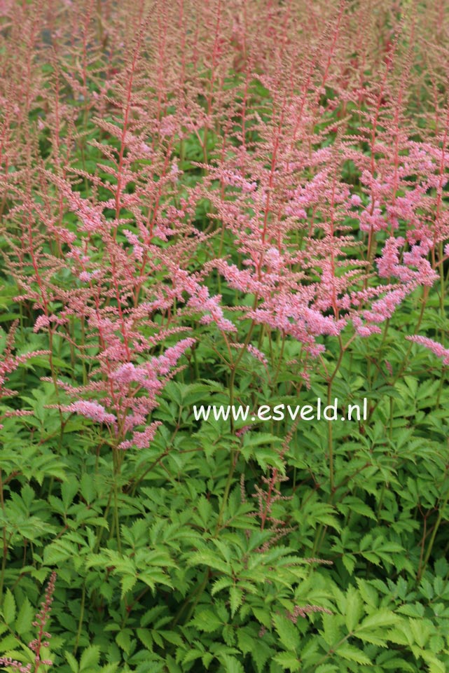 Astilbe 'Cattleya'