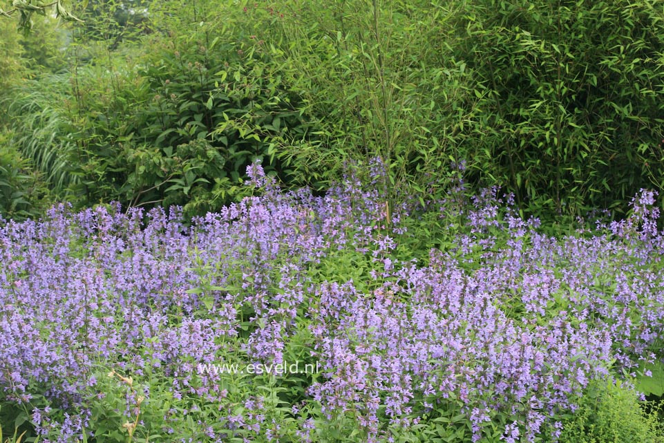 Nepeta sibirica 'Souvenir d'Andre Chaudron'