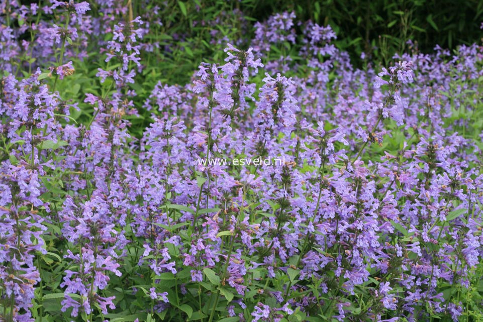 Nepeta sibirica 'Souvenir d'Andre Chaudron'