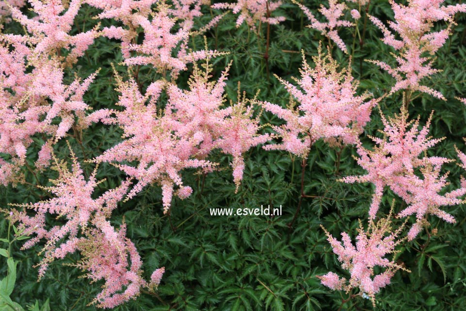 Astilbe 'Hennie Graafland'