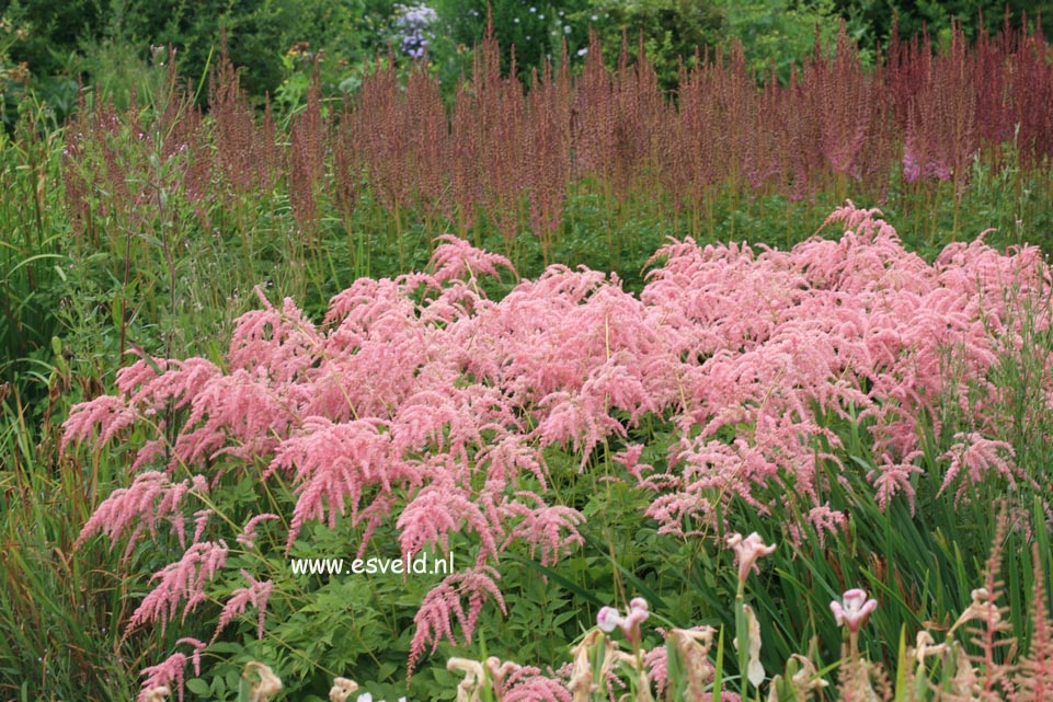 Astilbe 'Straussenfeder'