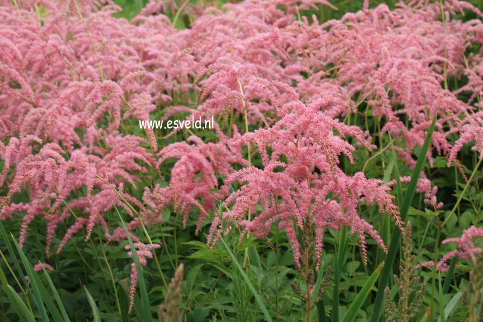 Astilbe 'Straussenfeder'