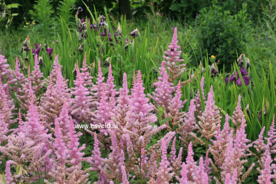 Astilbe 'Amethyst'