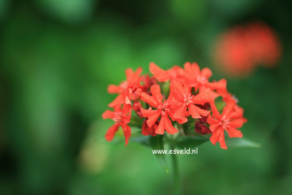 Lychnis arkwrightii 'Vesuvius'