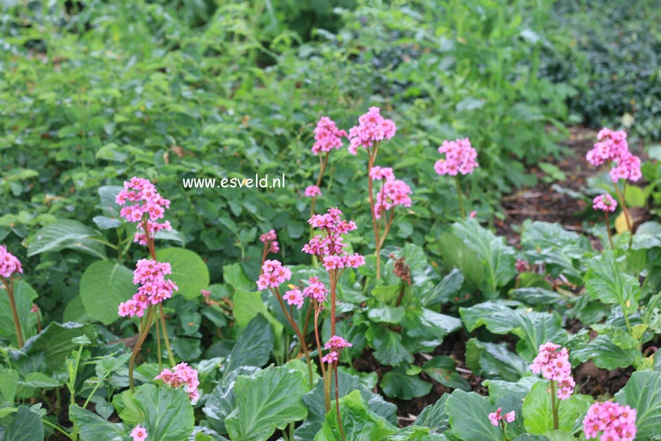 Bergenia 'Morgenröte'