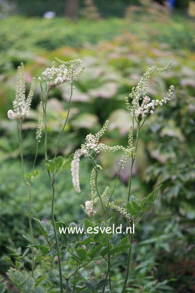 Actaea dahurica