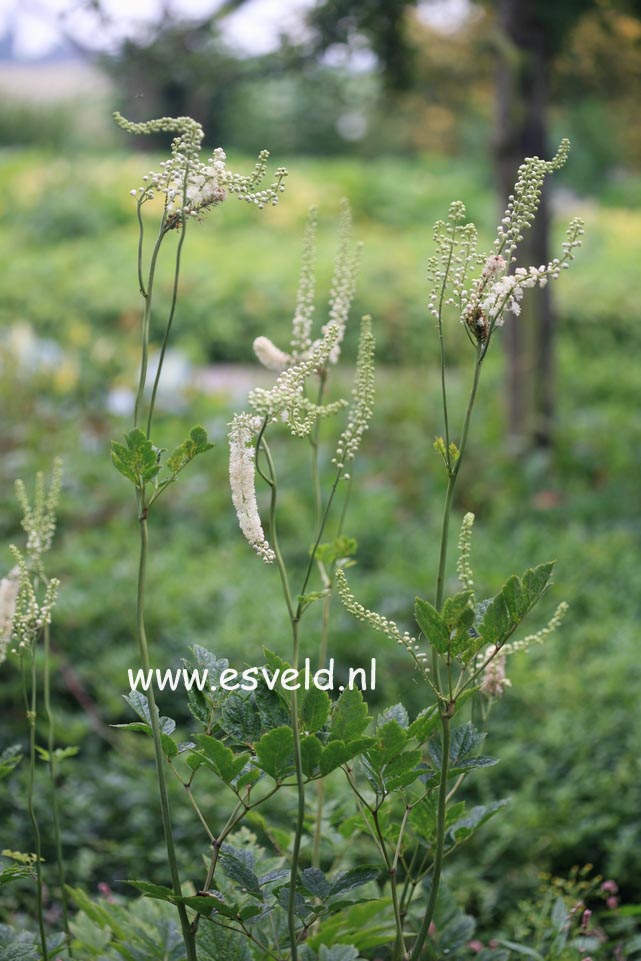 Actaea dahurica