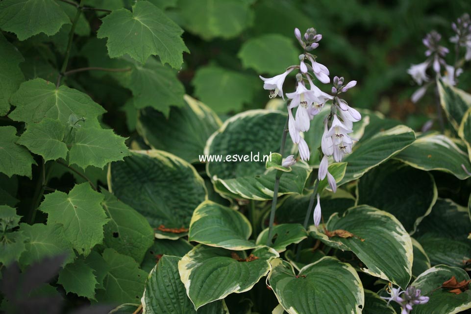 Hosta 'Christmas Tree'