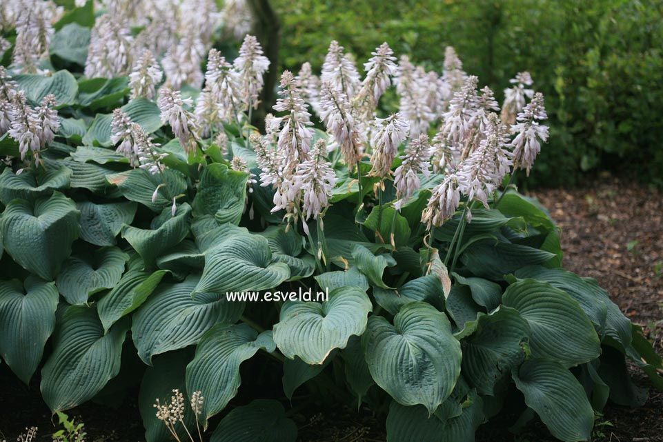 Hosta 'Blue Angel'