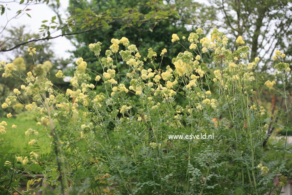 Thalictrum flavum ssp. glaucum