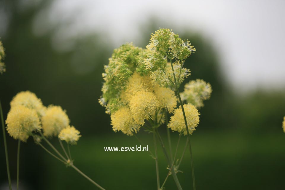 Thalictrum flavum ssp. glaucum