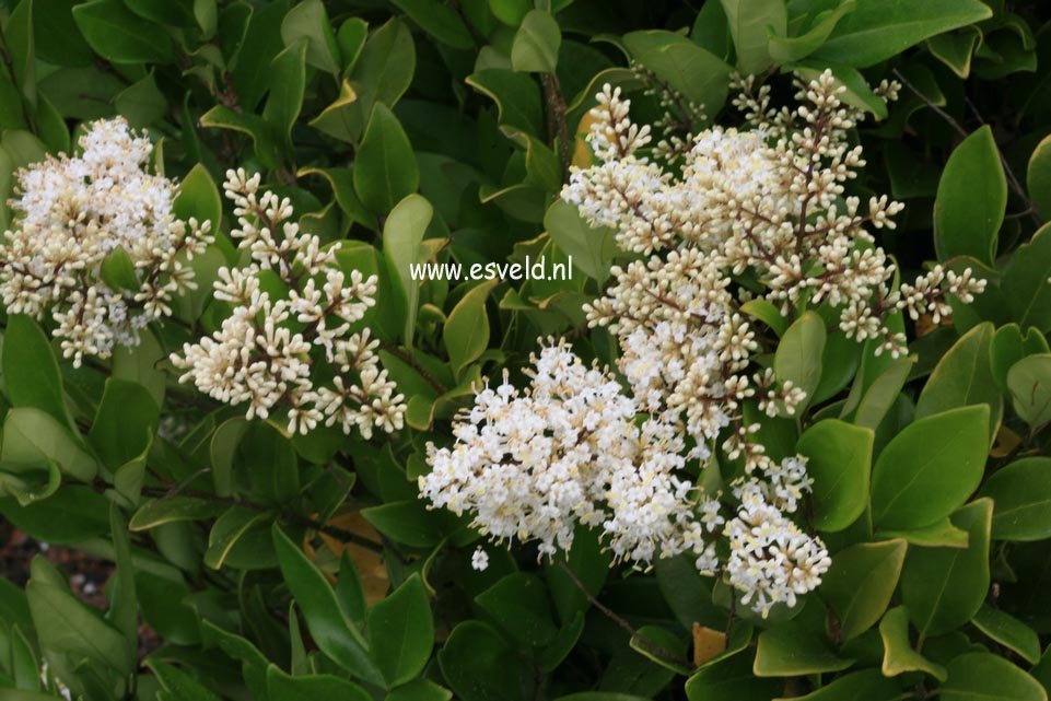 Ligustrum japonicum 'Texanum'