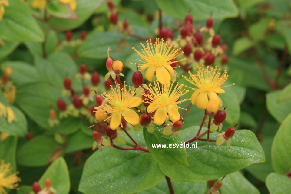 Hypericum inodorum 'Rheingold'