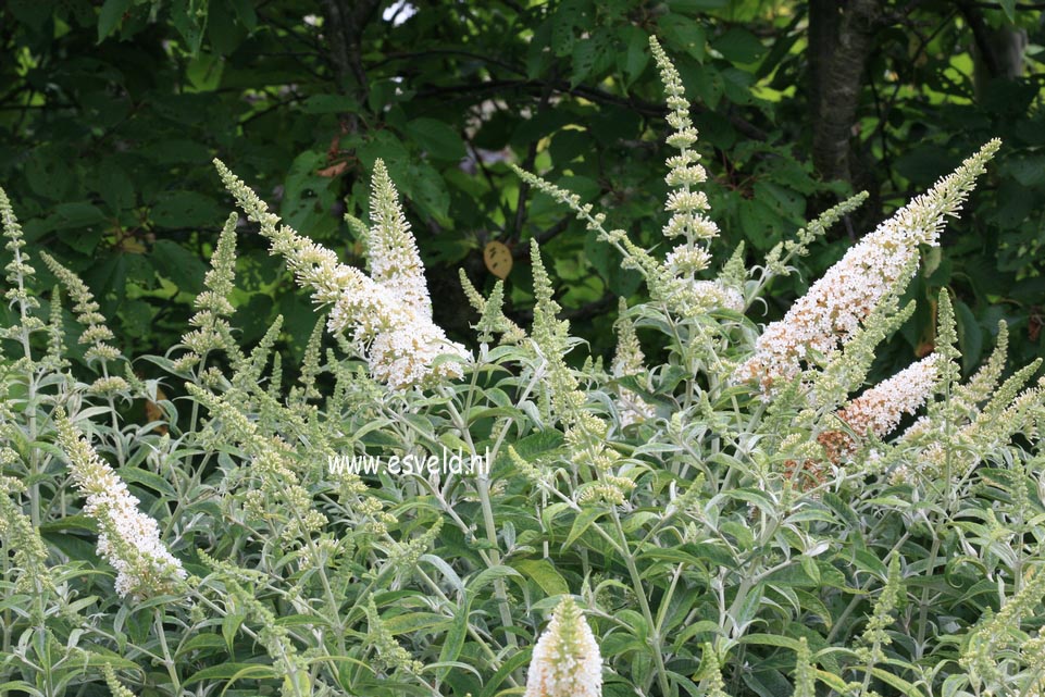 Buddleja 'White Ball'