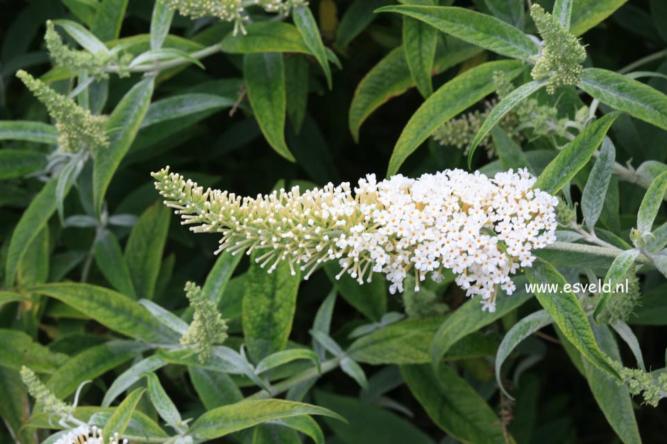 Buddleja 'White Ball'