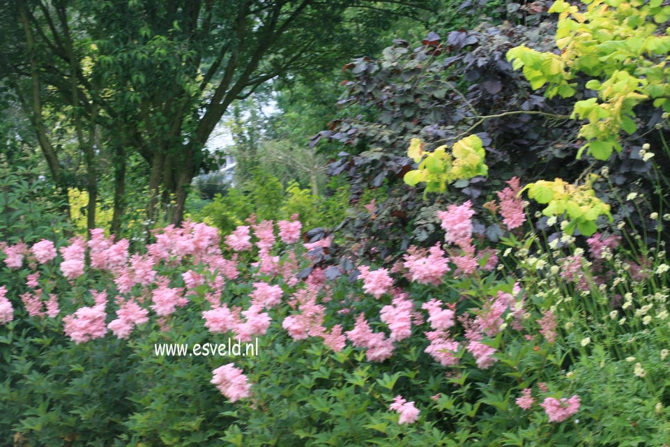 Filipendula rubra 'Venusta'