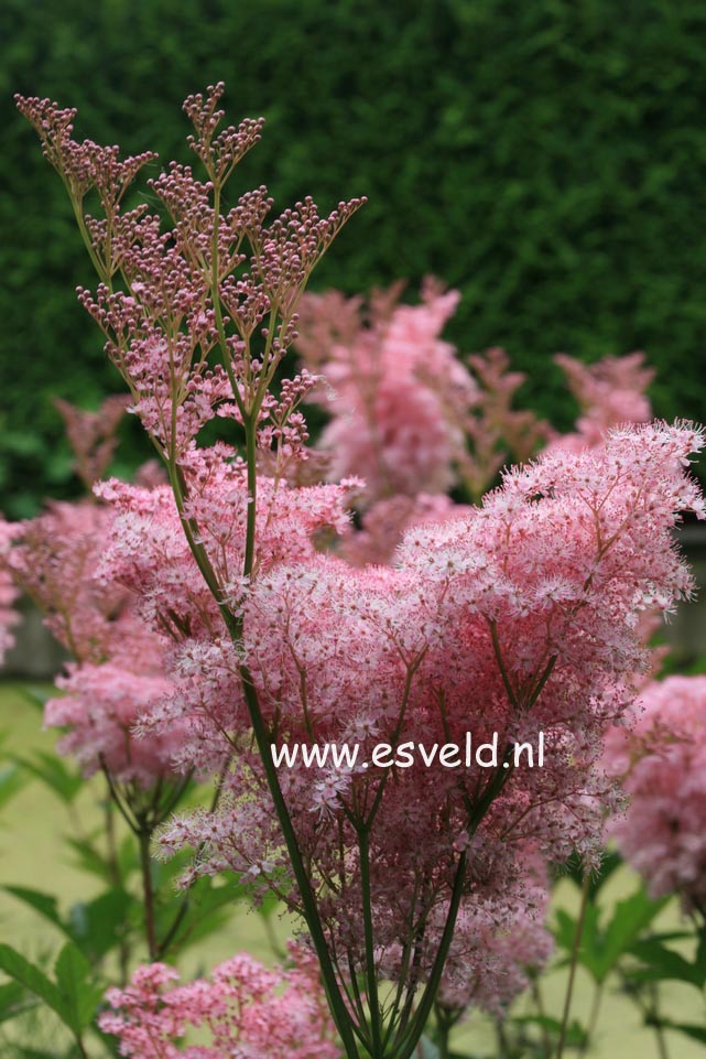 Filipendula rubra 'Venusta'