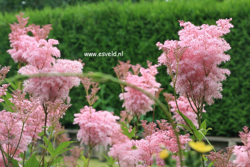 Filipendula rubra 'Venusta'