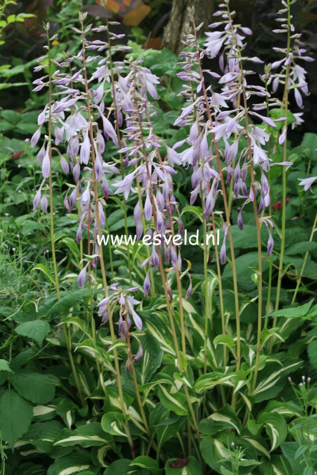 Hosta undulata 'Mediovariegata'