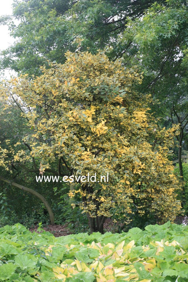 Elaeagnus ebbingei 'Gilt Edge'