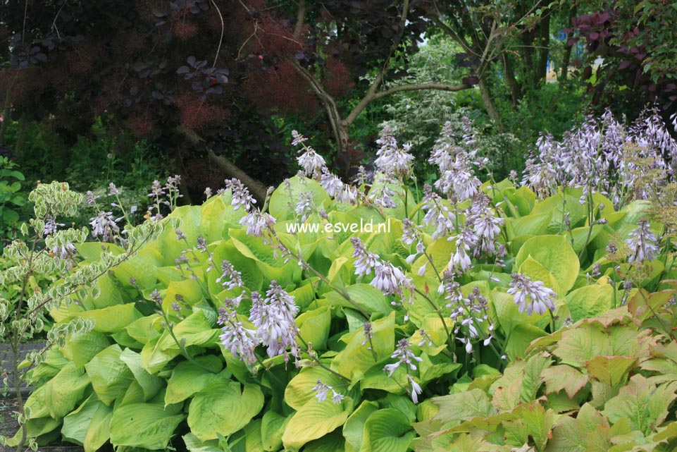 Hosta 'Sum and Substance'