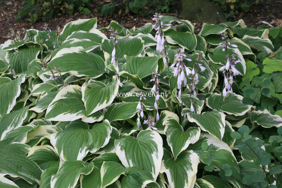 Hosta 'Moerheim'