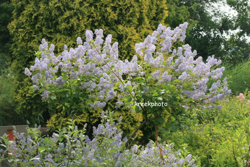 Ceanothus delilianus 'Gloire de Versailles'