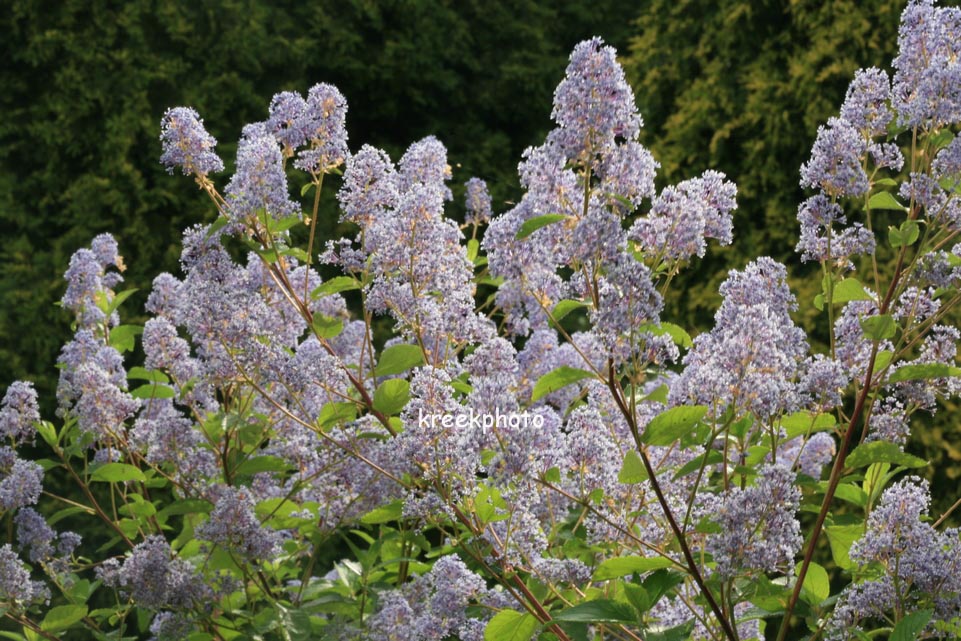 Ceanothus delilianus 'Gloire de Versailles'