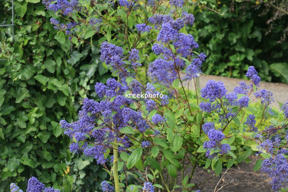 Ceanothus delilianus 'Henri Desfossee'